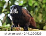 Saddle-back tamarin (Callitrichidae family) in the Amazonian rainforest near the confluence of the rivers Rio Puyo and Pastaza (Amazonia, Ecuador)
