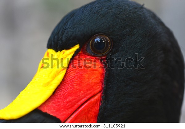 Saddle-billed Stork  close-up(the color of the\
German flag)