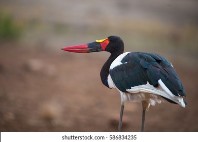 Saddle-Billed Stork, Kruger National Park