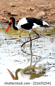 Saddle-billed Stork Reflecting In Water, Nairobi National Park