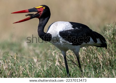 Saddle-billed Stork with a toad feed captured in Masai Mara, Kenya using Nikon Gear.