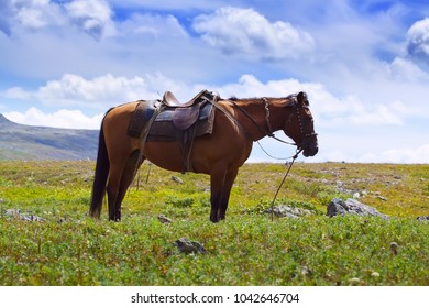 20,215 Saddle Landscape Images, Stock Photos & Vectors | Shutterstock