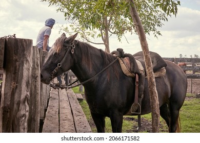 Saddled Horse Of An Argentine Gaucho,