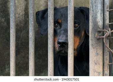 Sad-looking Dog Facial Expression Through Metal Bars, Locked Up In A Dog Cage Close Up. Concept Of The Human Cruelty.