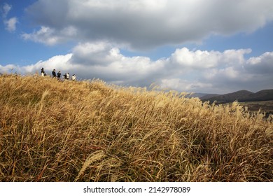 1,380 Jeju Oreum Stock Photos, Images & Photography | Shutterstock