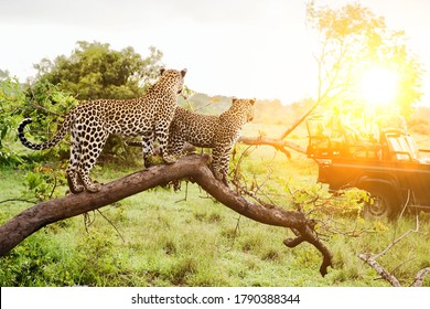 Safari In Africa With Two Leopards