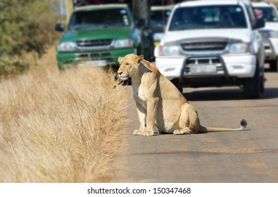 Lion Car Images Stock Photos Vectors Shutterstock