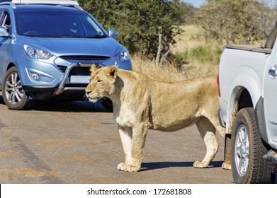 Lion Car Images Stock Photos Vectors Shutterstock