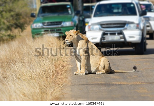 Safari and animal watching, lioness\
and cars on road in Kruger national park, South Africa\
