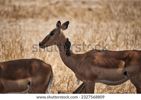 safari animal wildlife south afrika krueger park