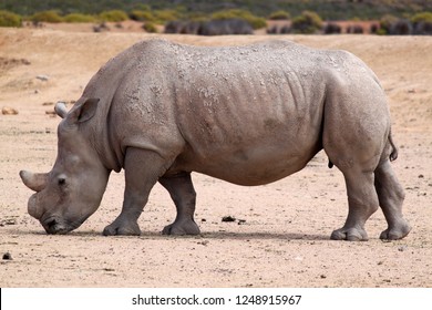 Safari In Aquila Private Game Reserve - South Africa