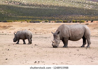 Safari In Aquila Private Game Reserve - South Africa