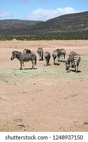 Safari In Aquila Private Game Reserve - South Africa