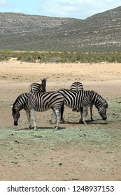 Safari In Aquila Private Game Reserve - South Africa