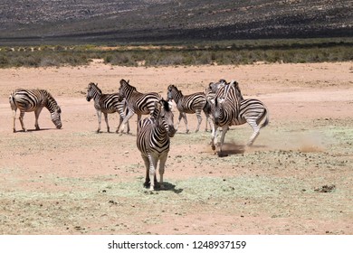 Safari In Aquila Private Game Reserve - South Africa