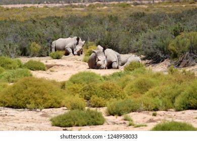 Safari In Aquila Private Game Reserve - South Africa