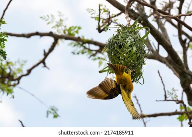 Safari And  Birdwatching In Uganda. Weavers Birds (Ploceidae), Making Nest At The Tree With Grass