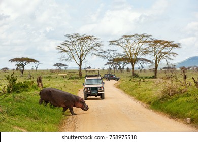 Safari cars on game drive with hippo crossing road