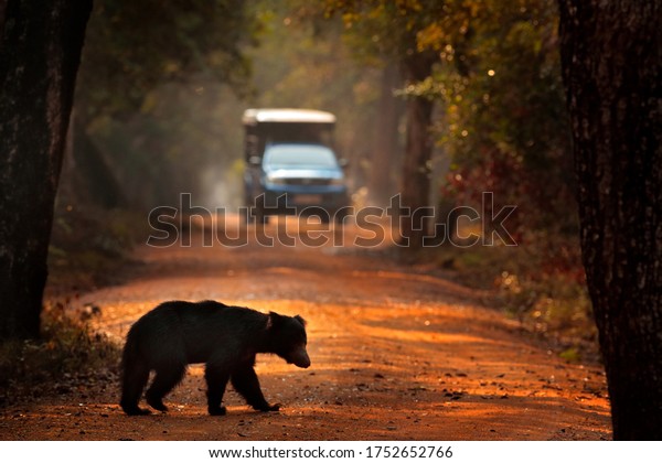 Safari in\
India, bear with the car. Travelling in Asia. Sloth bear, Melursus\
ursinus, Ranthambore National Park, India. Wildlife from nature.\
Animal on the road. Forest with\
animal.