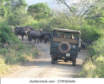 Safari Jeep, Buffalo Herd, Safari South Africa