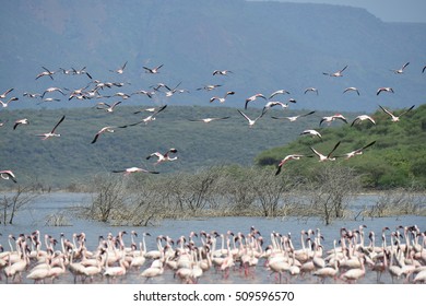 Safari at Kenya - Shutterstock ID 509596570