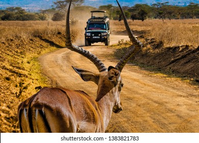 Safari In Kenya (Massai Mara)