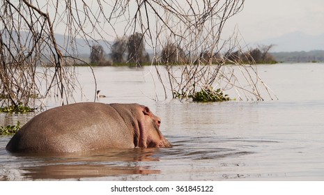 Safari In Lake Naivasha