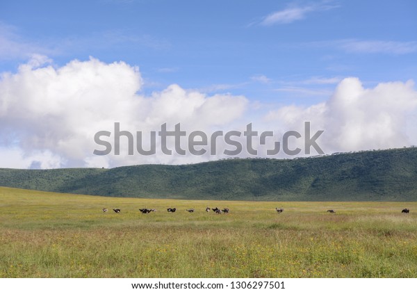 Safari landscape in\
Ngorongoro