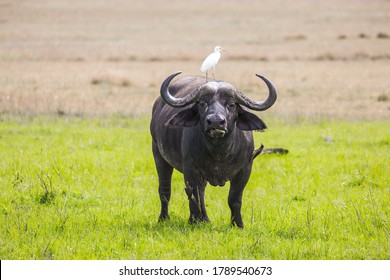 Safari In Masai Mara Park, Kenya. African Buffalo Graze In The Tall Grass Of The Savannah. Great White Heron Stands On A Buffalo. The Concept Of Active, Environmental And Photo Tourism