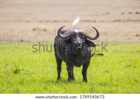 Safari in Masai Mara Park, Kenya. African buffalo graze in the tall grass of the savannah. Great white heron stands on a buffalo. The concept of active, environmental and photo tourism