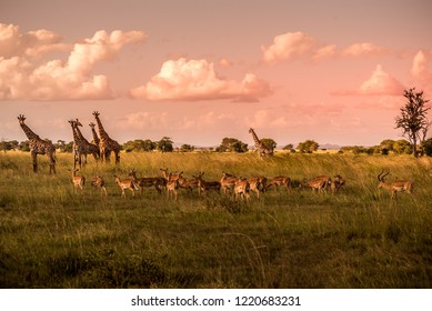 Safari In Mikumi National Park, Tanzania