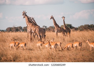 Safari In Mikumi National Park, Tanzania