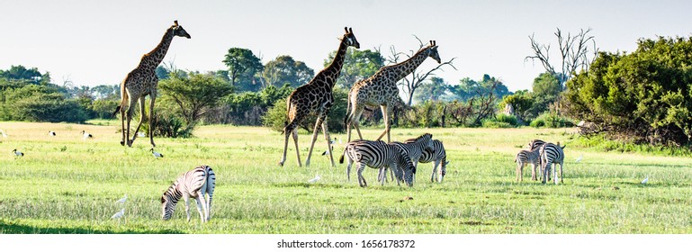 Safari With On The Go Tour, 21 Days From Victoria Falls To Cape Town. Here Is The Wildlife Of Our Trip 2020