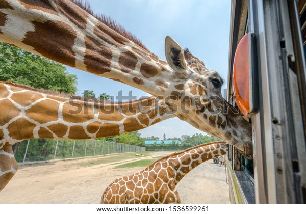 Safari park,\
Kanchanaburi / Thailand - October 2019 : A group of Giraffe is\
going close to bus window, asking for feeding from tourist. Weekend\
recreation and activity.