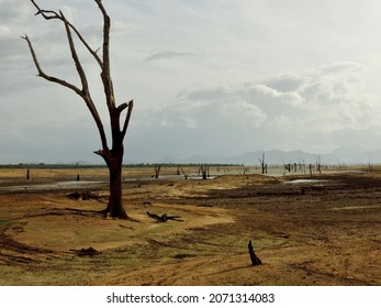 Arbre Mort Images Stock Photos Vectors Shutterstock