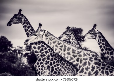 Royalty Free African Animals Photography Stock Images Photos