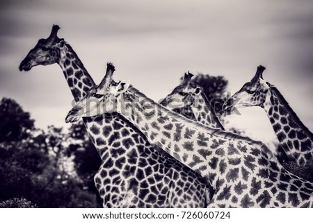Safari, portrait of a beautiful giraffes family, black and white photo of a gorgeous big animals, wildlife photography, exotic nature of South Africa