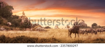 Safari in Serengeti National Park, Tanzania Africa, traveling by car, watching lions and antelopes wildebeest in the savannah on background sunset. Adventure and wildlife exploration. Africa.