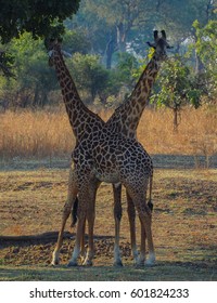 Safari In South Luangwa Valley ,Zambia