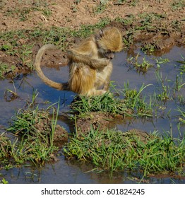 Safari In South Luangwa Valley ,Zambia