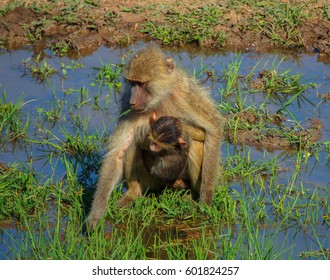 Safari In South Luangwa Valley ,Zambia