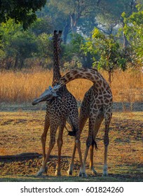 Safari In South Luangwa Valley ,Zambia