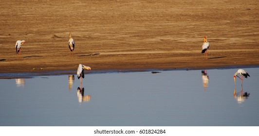 Safari In South Luangwa Valley ,Zambia