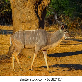 Safari In South Luangwa Valley ,Zambia