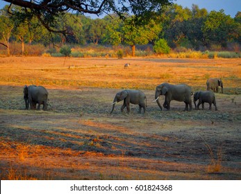 Safari In South Luangwa Valley ,Zambia