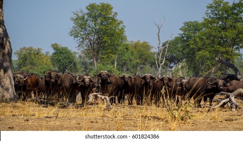 Safari In South Luangwa Valley ,Zambia