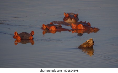 Safari In South Luangwa Valley ,Zambia