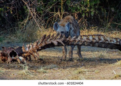 Safari In South Luangwa Valley ,Zambia