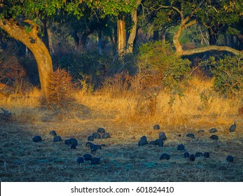 Safari In South Luangwa Valley ,Zambia