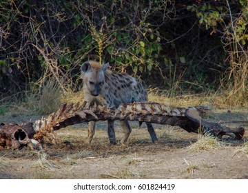 Safari In South Luangwa Valley ,Zambia